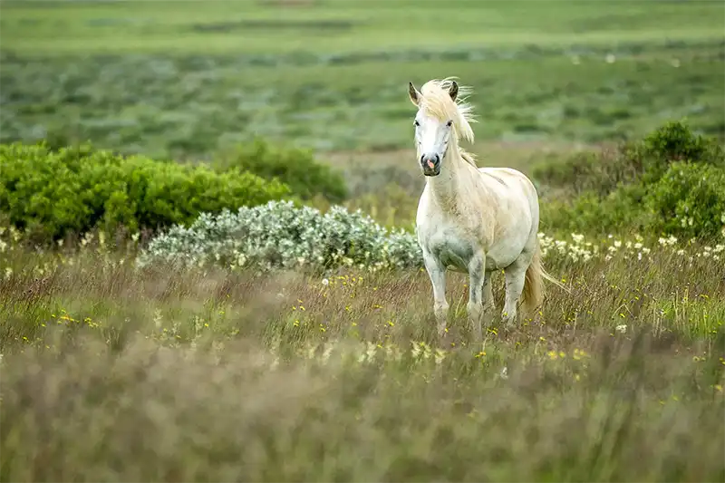 A horse in a field